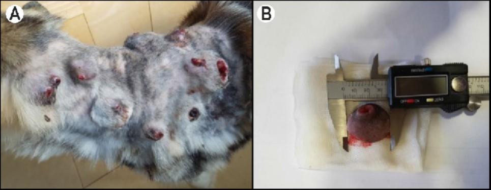 Bulaşıcı Venereal Tümörlü Bir Köpekte Klinik ve Patolojik – görsel 1