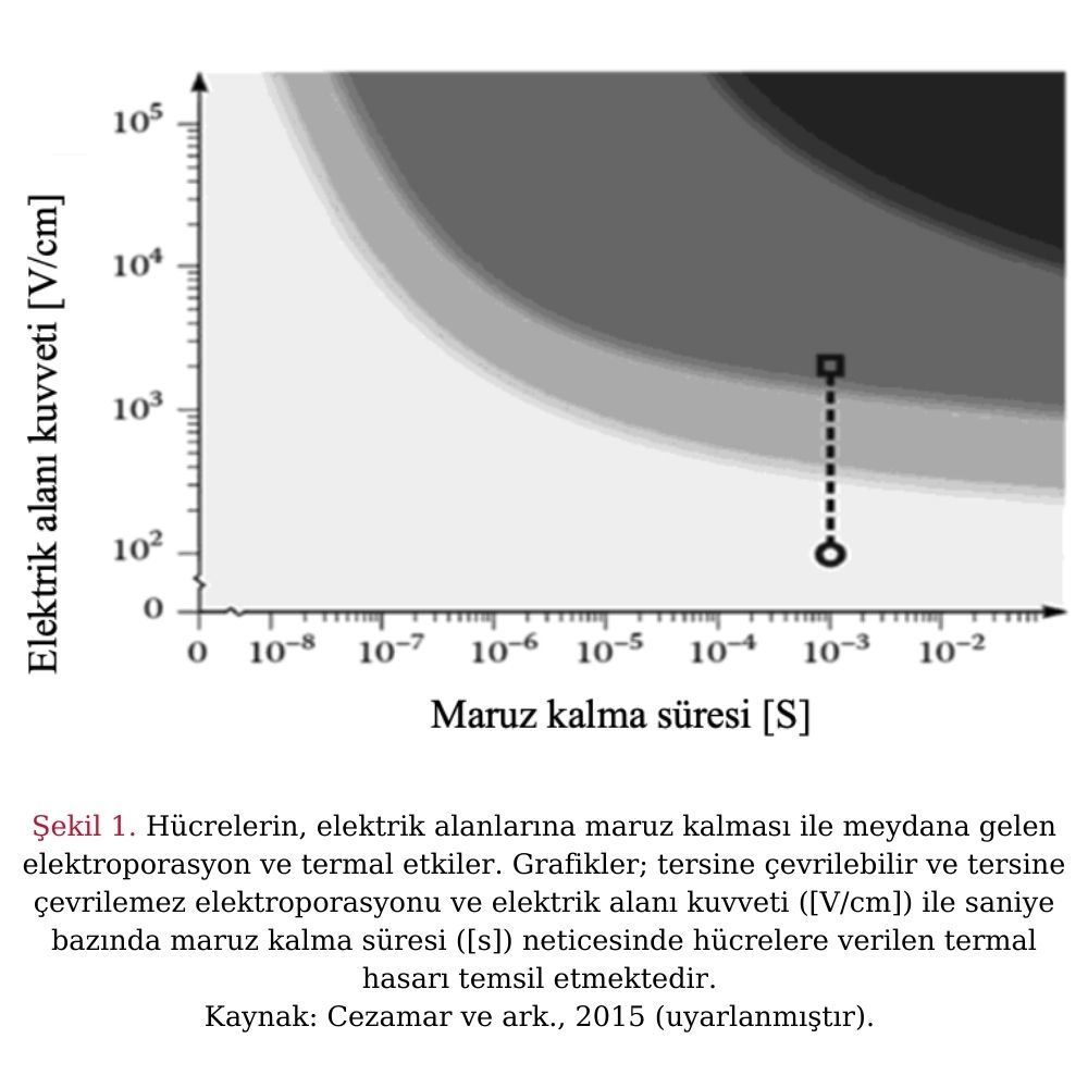Köpek ve Kedilerin Tümör Tedavisinde Elektrokemoterapi – görsel 1