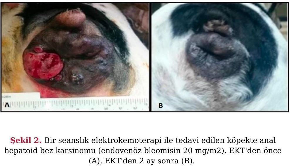 Köpek ve Kedilerin Tümör Tedavisinde Elektrokemoterapi – görsel 2