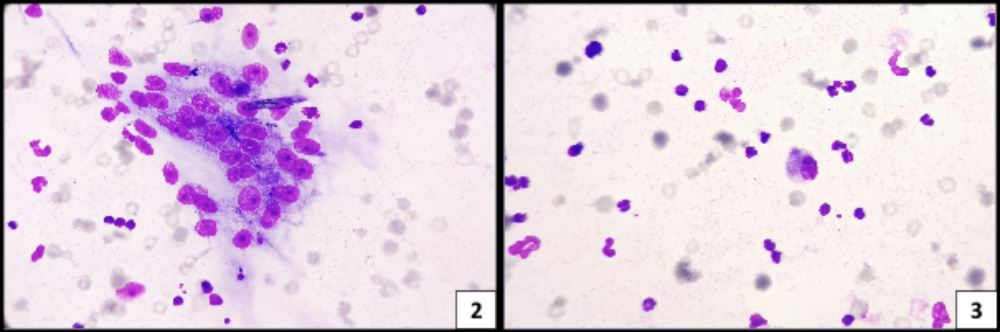 Stereotactic Radiotherapy Treatment In A Dog With Appendicular ...