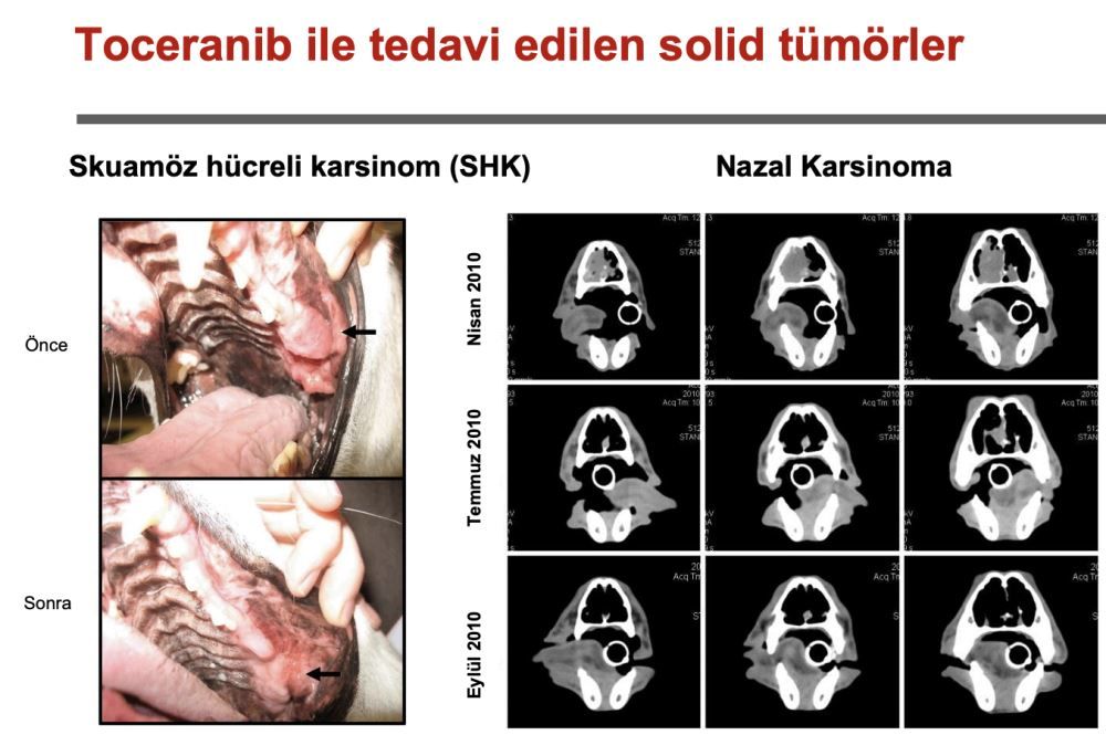 Toceranib: Güncel Literatür ve Tedavi Önerilerine Ilişkin – görsel 3