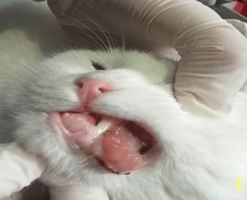 Genç Bir Kedide İnfiltratif Odontojenik-Ameloblastik Fibroma – görsel 1