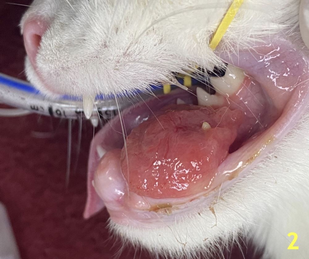 Genç Bir Kedide İnfiltratif Odontojenik-Ameloblastik Fibroma Olgusu: Vaka Sunumu