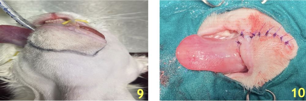 Genç Bir Kedide İnfiltratif Odontojenik-Ameloblastik Fibroma – görsel 6
