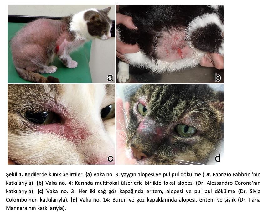 Kedi ve Köpek Kutanöz Lenfositozu: Reaktif Bir Süreç Mi – görsel 3