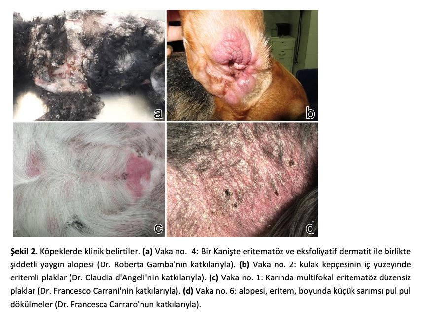 Kedi ve Köpek Kutanöz Lenfositozu: Reaktif Bir Süreç Mi – görsel 4
