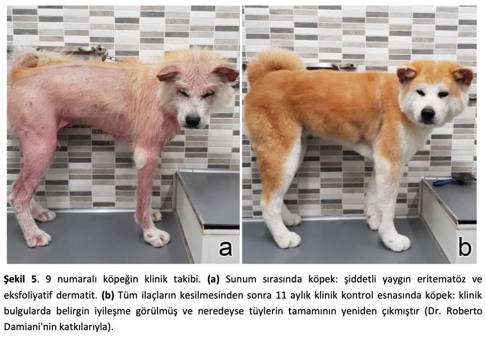 Kedi ve Köpek Kutanöz Lenfositozu: Reaktif Bir Süreç Mi – görsel 8