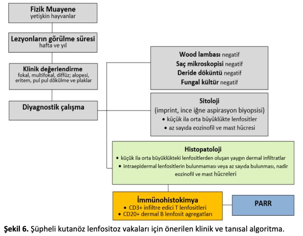 Kedi ve Köpek Kutanöz Lenfositozu: Reaktif Bir Süreç Mi – görsel 10