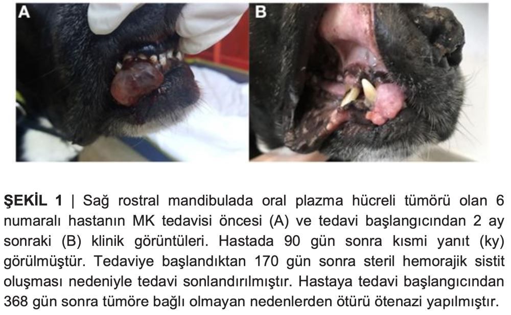 Köpeklerde Malign Oral Tümörlerin Palyatif Tedavisinde – görsel 2