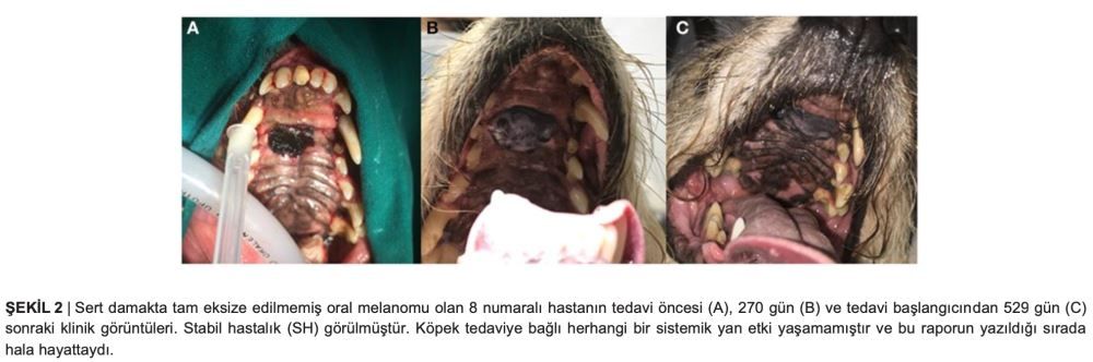 Köpeklerde Malign Oral Tümörlerin Palyatif Tedavisinde – görsel 3