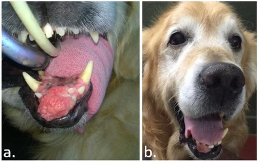 Şekil 2. EKT öncesi fibrosarkomlu bir golden retriever vakası (a). (b)’de, hasta tedaviden sonra kısmi bir yanıt aldı…