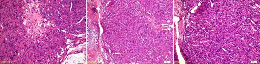 Bir Kedide In-Situ Transisyonel Hücreli İdrar Kesesi Tümörü – görsel 2