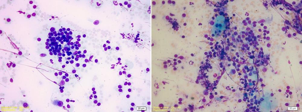 Bir Kedide Diffuz Tutulumlu Nonepiteliotropik Kutanöz – görsel 3