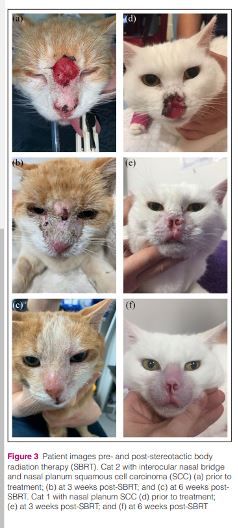 Kedi Yüz Skuamöz Hücreli Karsinomları Için Stereotaktik – görsel 5
