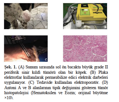 Köpek yumuşak doku sarkomlarında bleomisin ve sisplatin – görsel 1