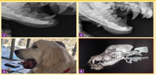 MANDİBULADA OSTEOSARKOM TEŞHİSLİ BİR KÖPEĞİN STEREOTAKTİK – görsel 1