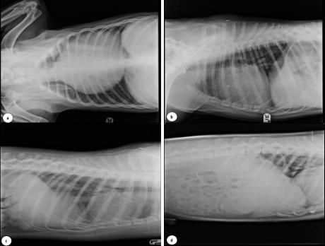 DOBERMAN IRKI BİR KÖPEKTE PERİKARDİYAL PRİMER EFÜZYON LENFOMASI